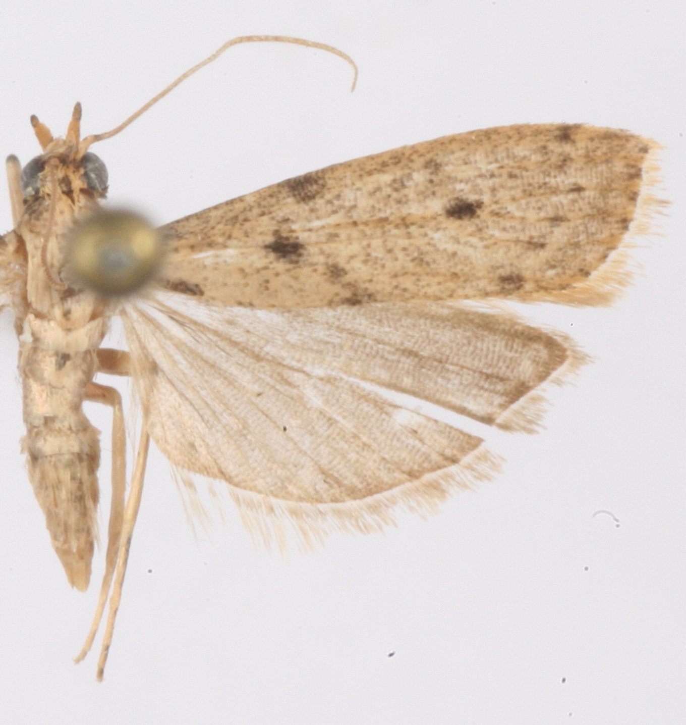 "Scoparia" sp. 9